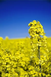 Genetically modified canola plant in Oregon