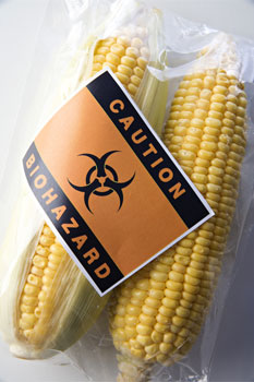 GM crops risks and GM food hazards