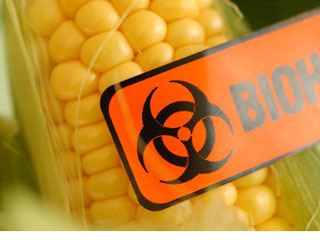 GM corn threatens food supply