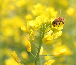 Insecticide for GM corn toxic to bee