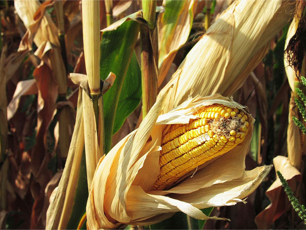 GM feed animal feed corn
