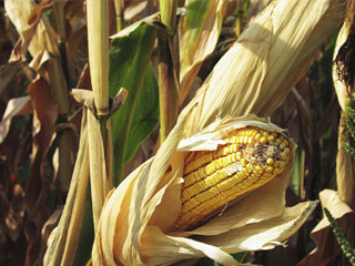 Non-GMO Corn Seed
