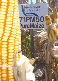 Corn prevents gmo contamination