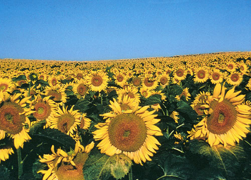 Non-gmo sunflowers for sunflower oil and lecithin