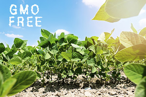 GMO Free Soybeans