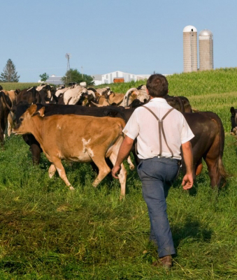 Iowa Amish farmer in dairy field