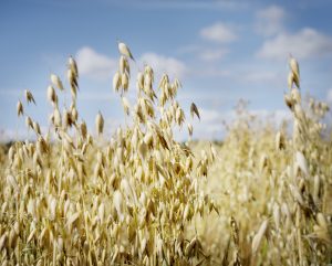oats in field