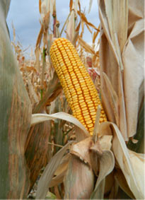 GM corn hazard