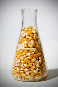 GM corn threatens food supply