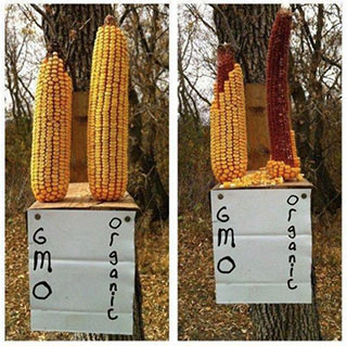 Squirrels preferred organic over GMO corn
