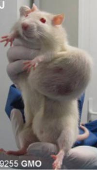 Rat fed GM corn with tumor