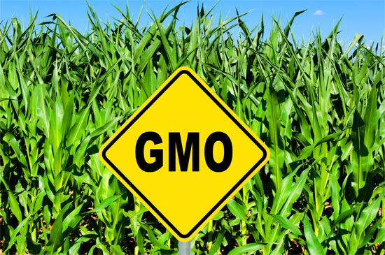 Environmental hazards of gm foods and crops