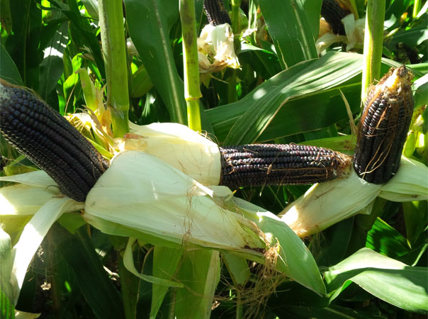 Organic and non-gmo blue corn