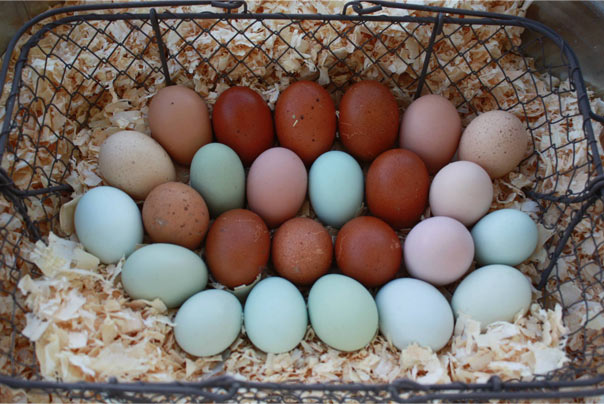 Kaliko Farms’ unique multicolored non-gmo eggs