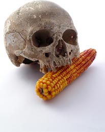 GM corn hazard