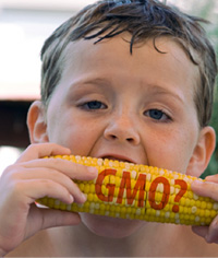 GE genetically engineered sweet corn?