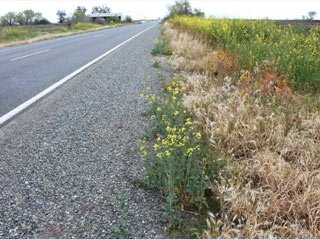 GM Canola, herbicide resistant weed in California