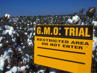 GM cotton fields in India