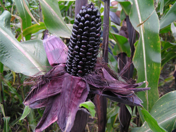 Suntava nutrional non-gmo purple corn