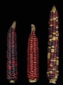 Tama Flint corn