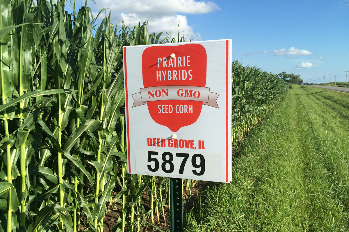 Prairie Hybrids Non-GMO Seed Corn