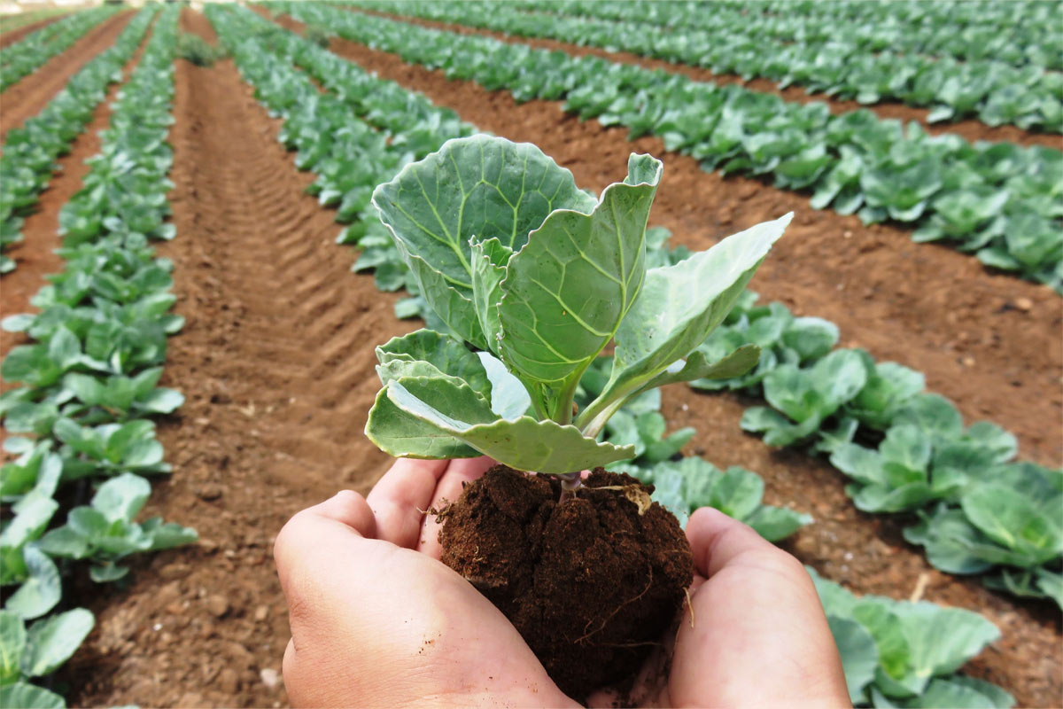 Organic cabbage field