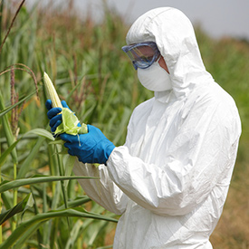 genetically-modified-corn-farmer