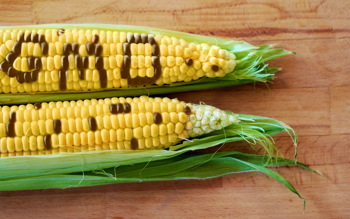 GMO corn testing