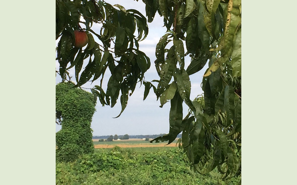 Peach tree damaged by drift by dicamba herbicide