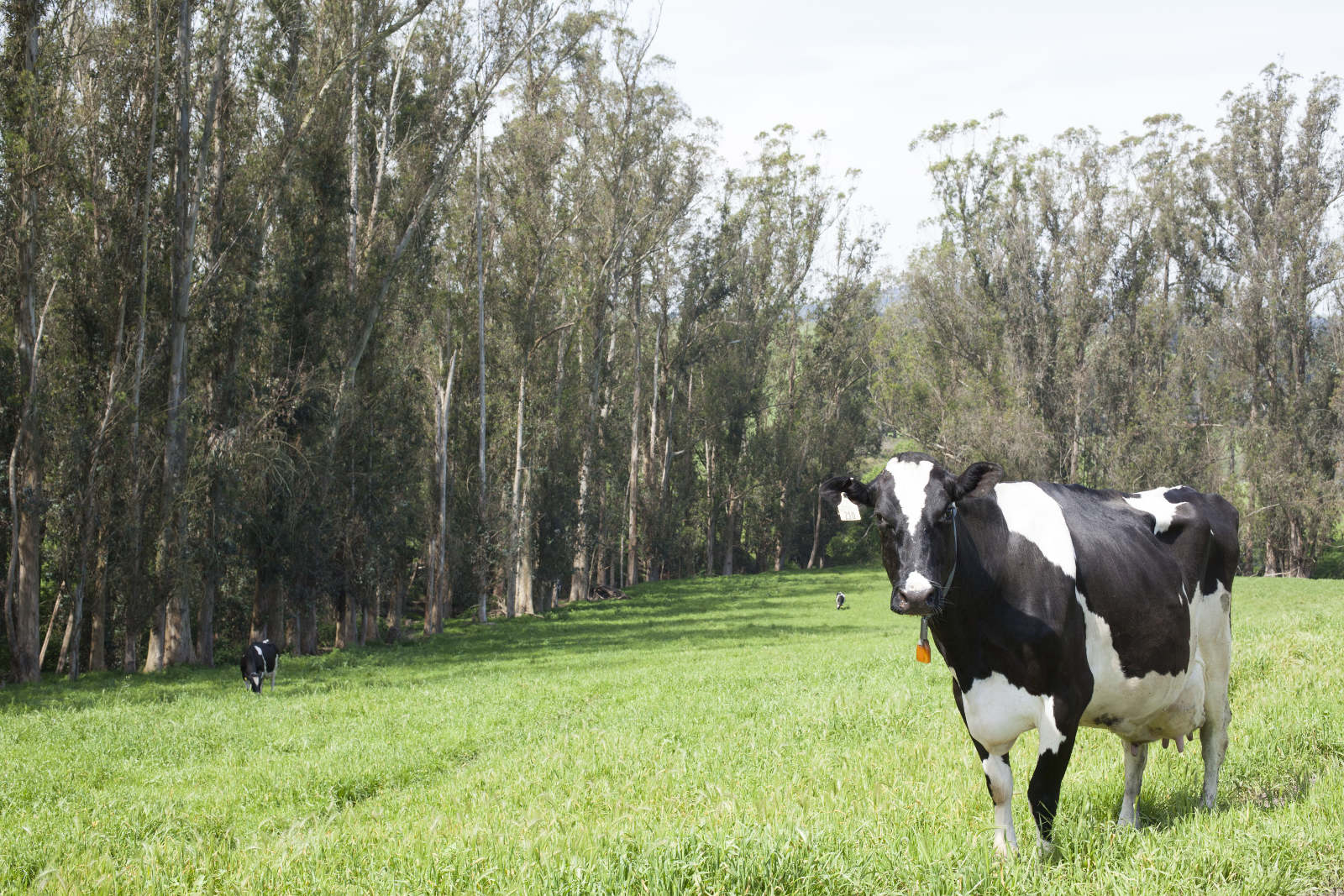 Clover Stornetta dairy cow non-gmo feed