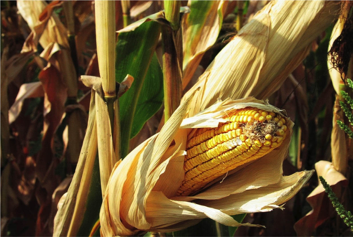 Organic corn cob yield