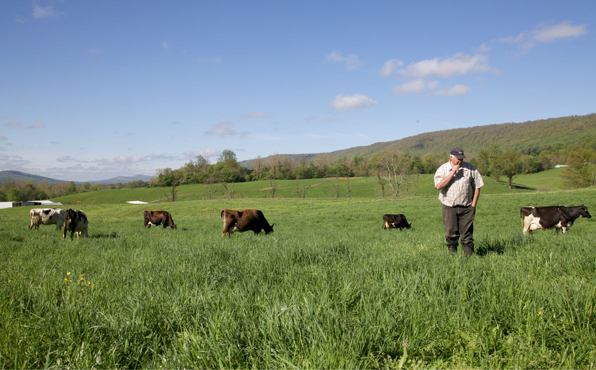 Non-gmo dairy cow field