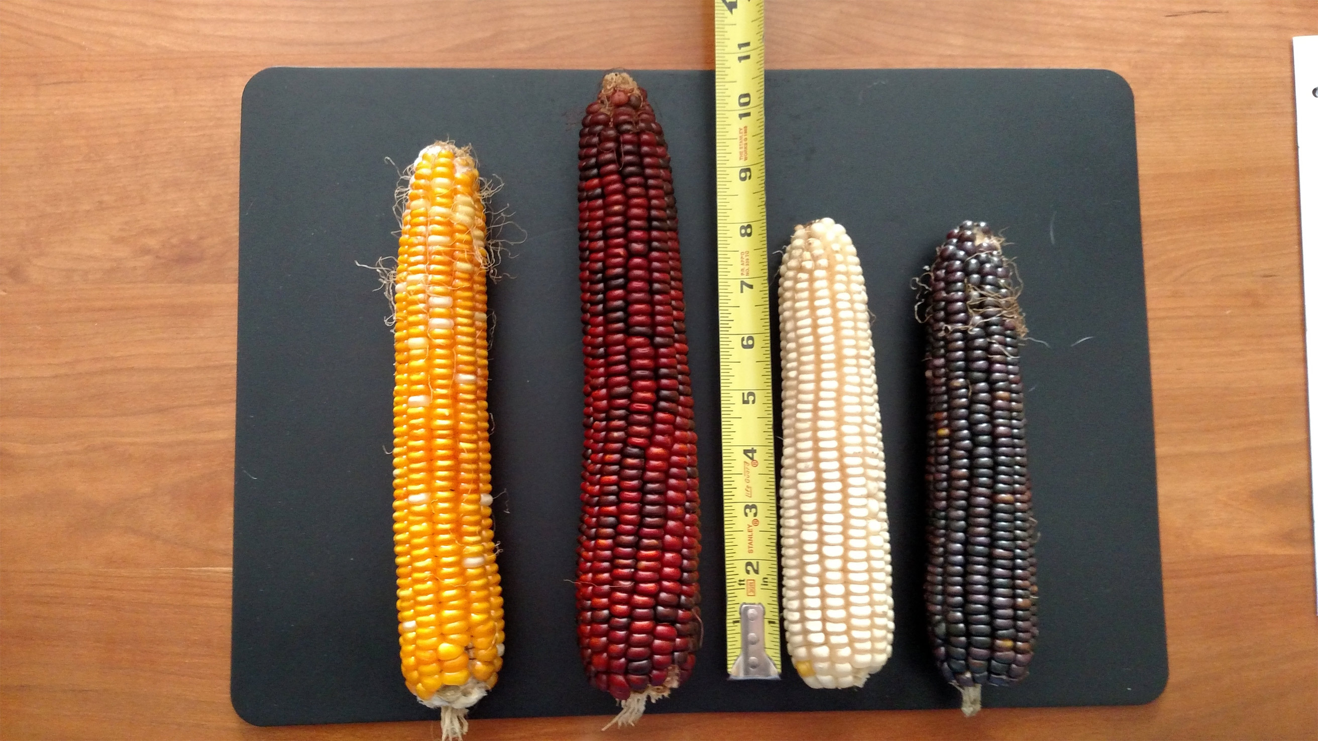 Yellow, red, white, and blue corns