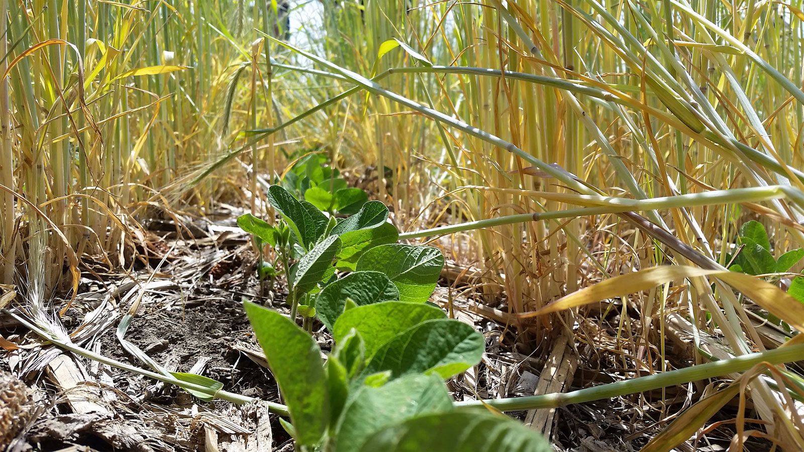 Soybeans coming up in a rye cover crop