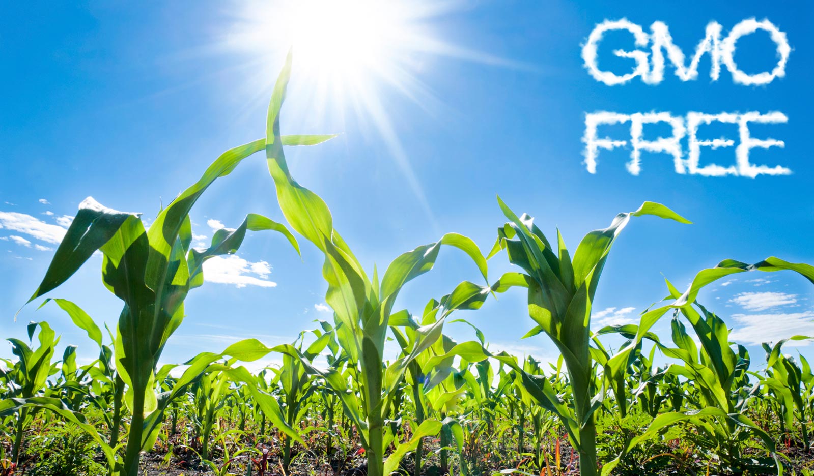 GMO Free corn