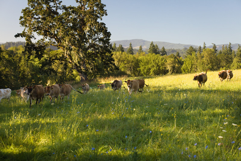Organic milk cows grazing in field