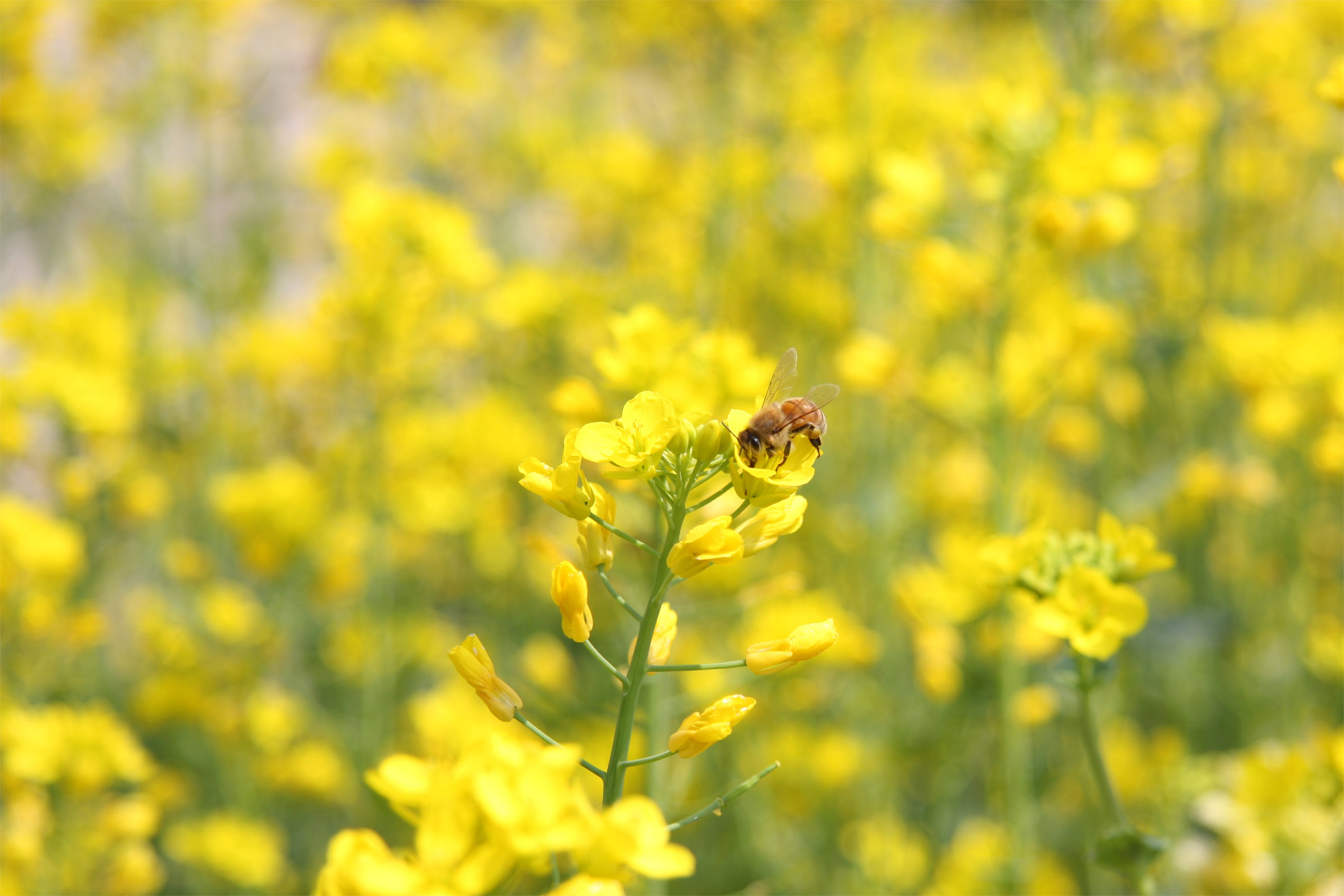Bee on flower in field