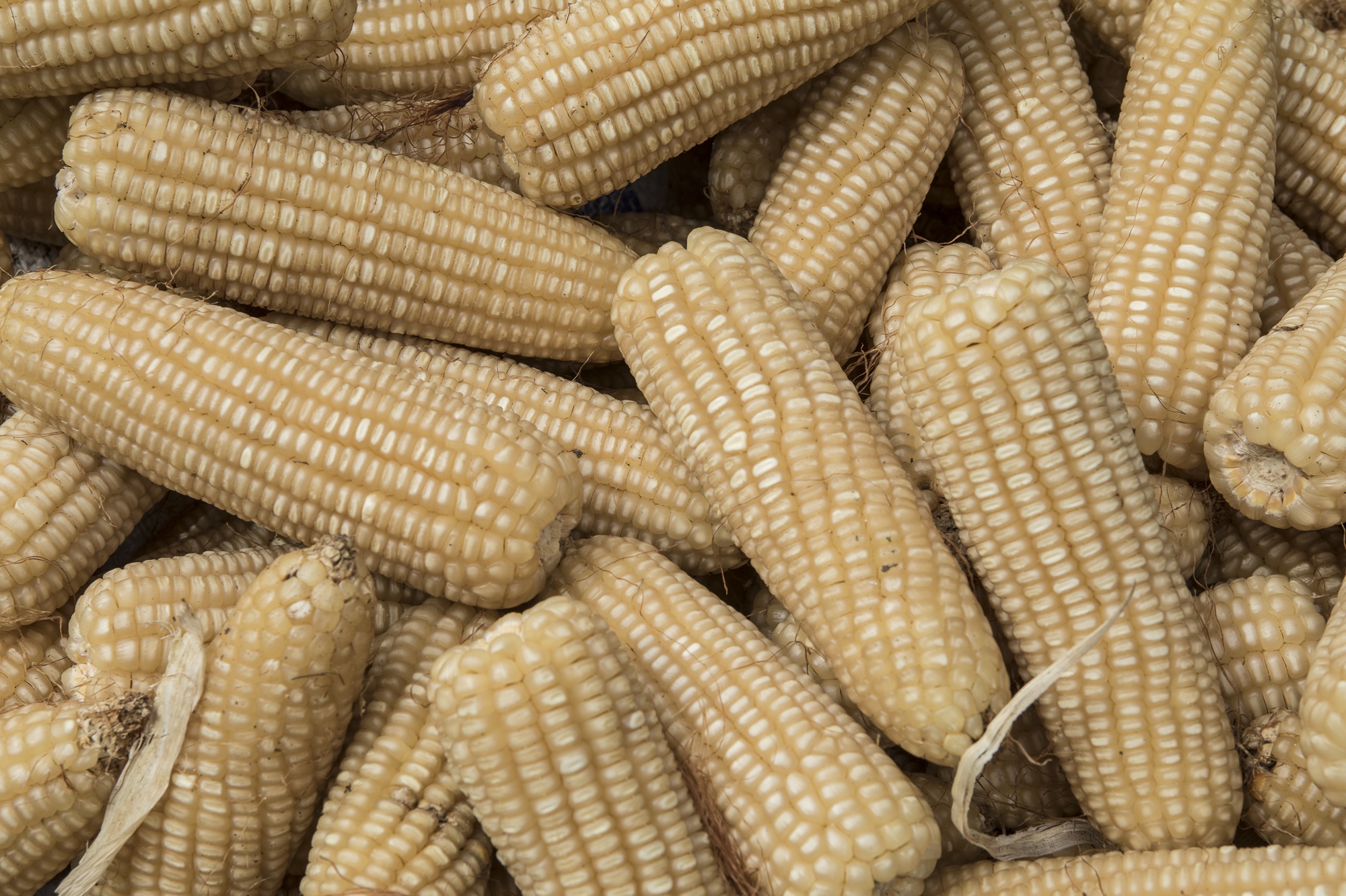 Zinc enriched maize