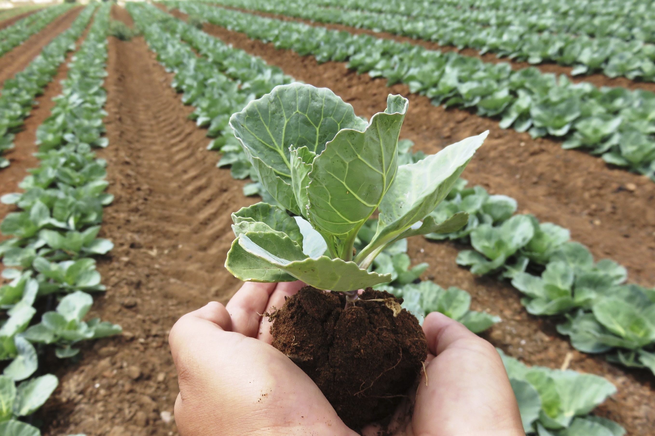 Hand holding crop in farm field