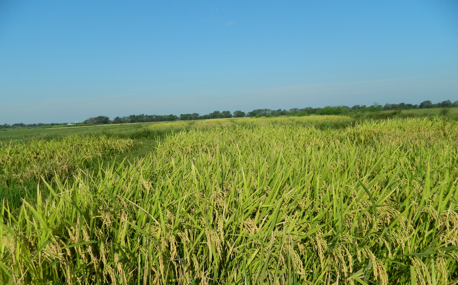 Organic rice field in Texas