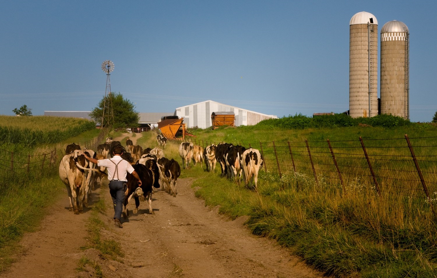 Dairy farmer and cows
