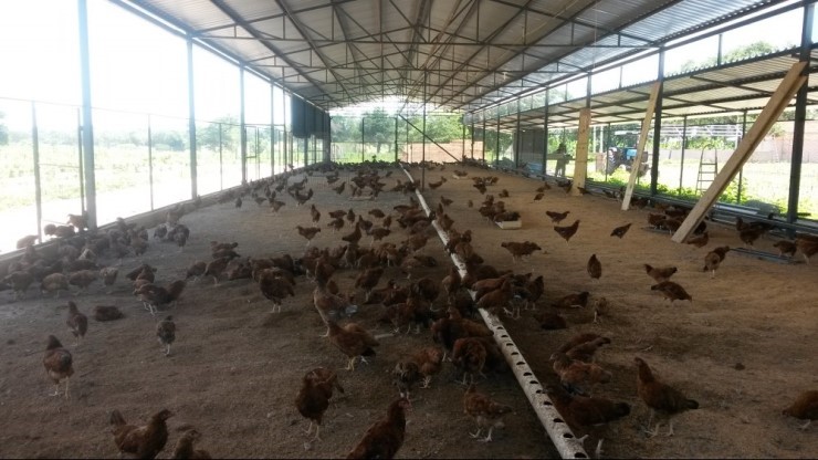 Doalnara's chicken hen house