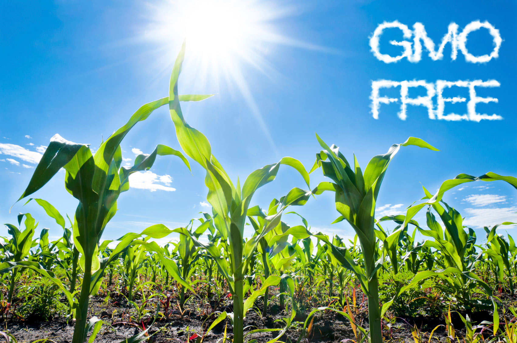 GMO Free corn field