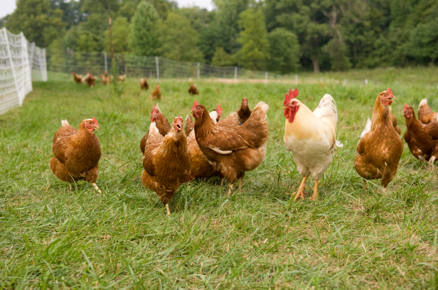 organic pasture raised chickens
