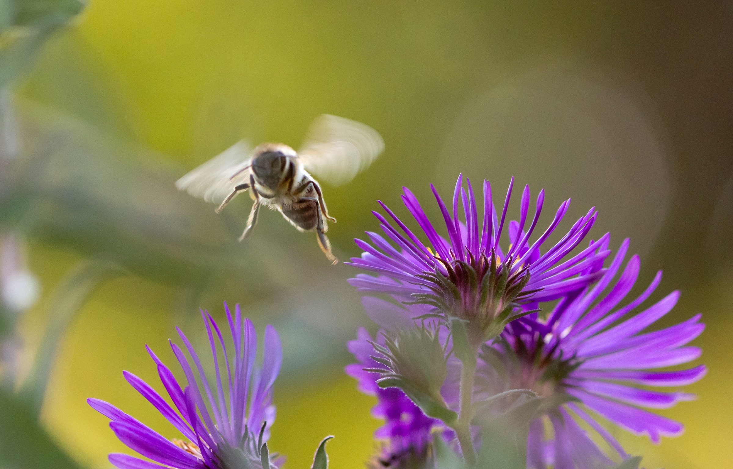 Bee near flower