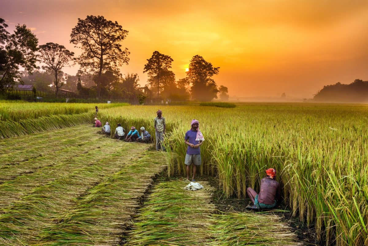 india-s-biggest-challenge-the-future-of-farming-the-india-forum