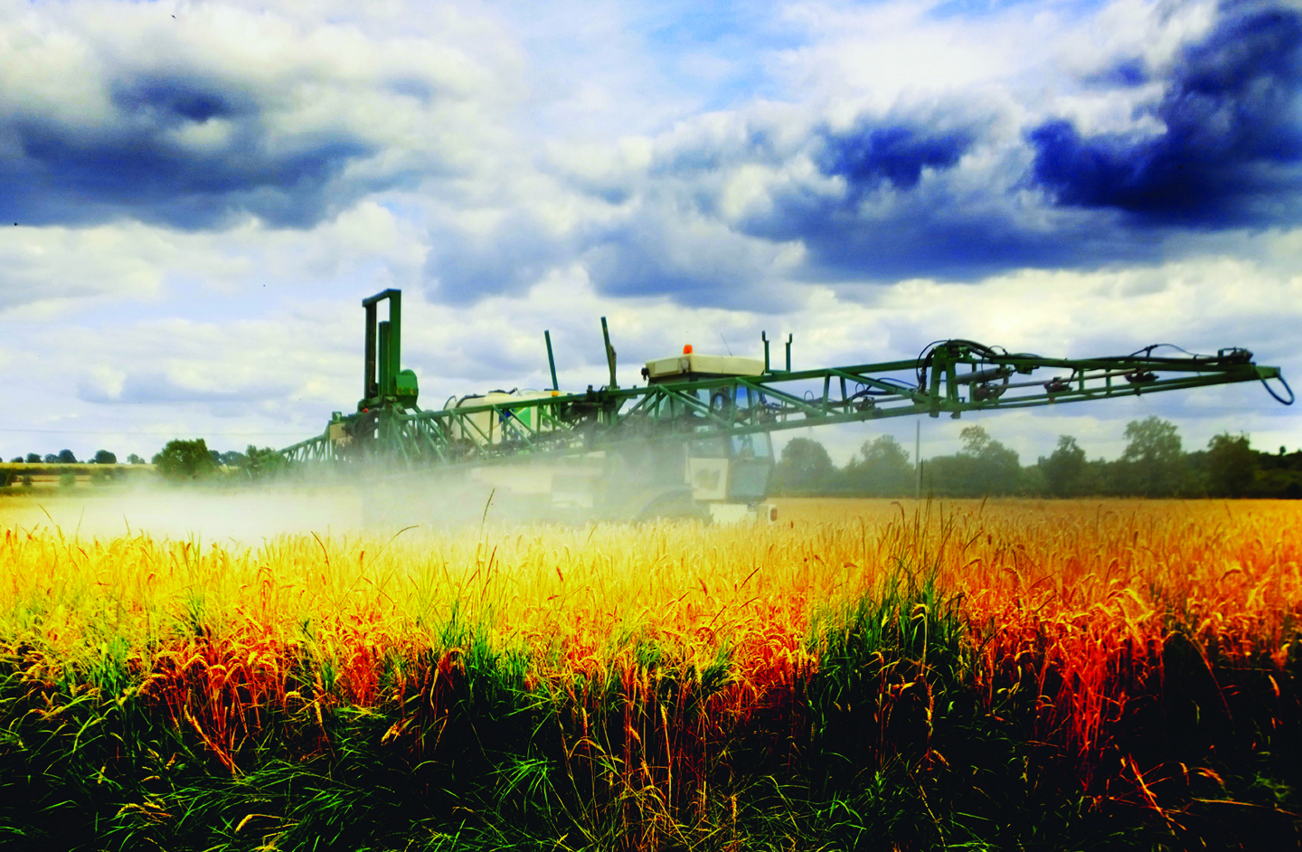 Tractor spraying wheat in field