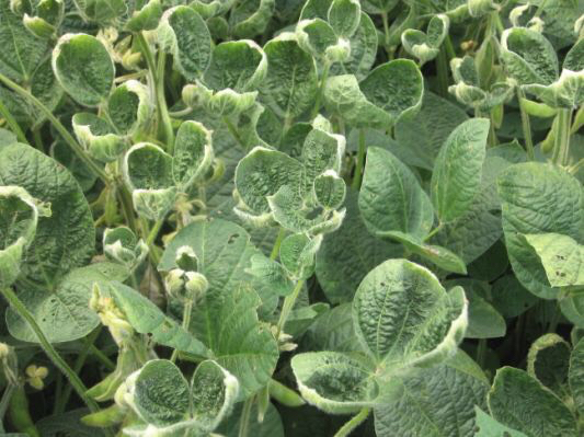 Drift damaged soybean plants