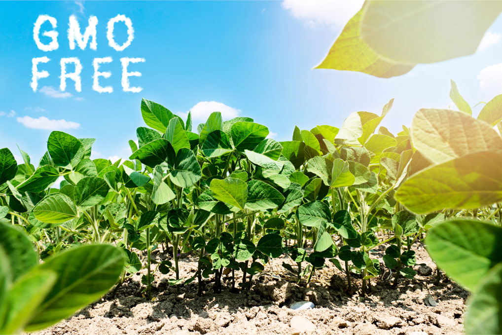 GMO free soybeans