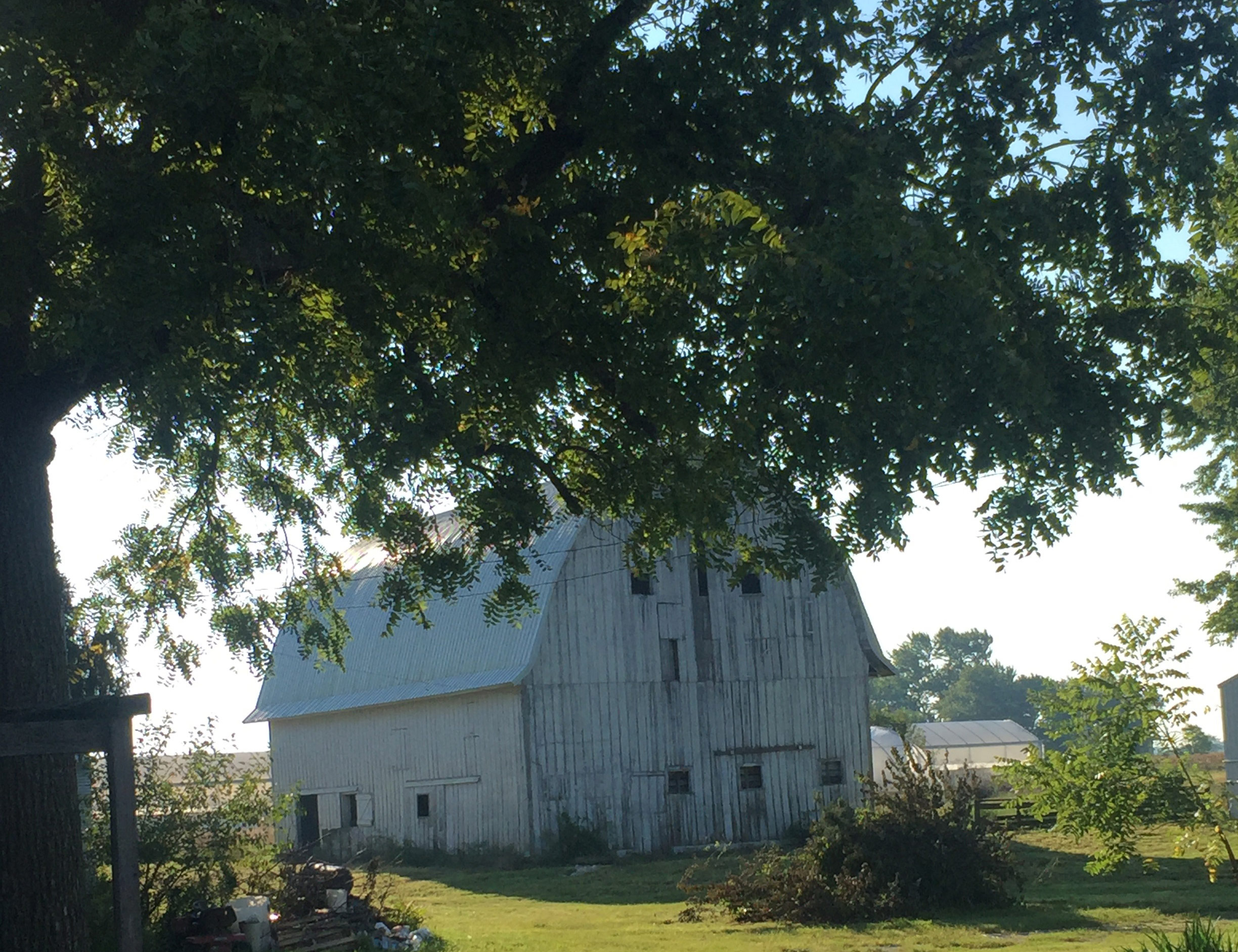 Walnut tree and barn